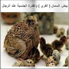 بيض السمان والقدرة الجنسية 1 و ظ ل ل ن ا ع ل ي ك م ال غ م ام و أ ن ز ل ن ا ع ل ي ك م ال م ن و الس ل و ى ك ل وا م ن ط ي ب ات م ا