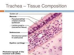 Trachea Cross Section Microscopic And Respiratory Anatomy Hyaline Cartilage Respiratory System Physiology