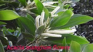 Image result for Acacia mangium
