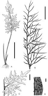 Image result for Ceratopteris