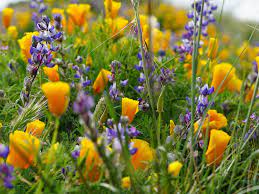 Best Places To See Southern California Wildflowers This Year