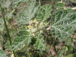 Image result for Chrozophora plicata