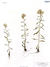 Image result for Fagopyrum snowdenii