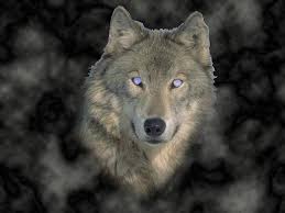 Grey wolf (canis lupus) portrait. Awesome Black Blue Eyes Wolf Wallpaper Pictures