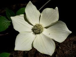 Birth Month Flower Grow Kit Canada Cornus Nuttallii Pacific Dogwood Pacific Dogwood Dogwood Dogwood Flower Tattoos
