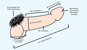Da die größe des penis' in der männerwelt bekanntlich als das maß aller dinge gilt, kann diese unterentwicklung dem verständnis der eigenen. Penis Fakten Die Du Kennen Solltest Men S Health