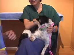 But if your dog's nails make a tapping noise when they are walking on a hard surface, then it's time for a nail clipping. Dog Aggressive For Toenail Trim Drsophiayin Com Youtube
