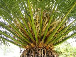 Image result for Cycadaceae