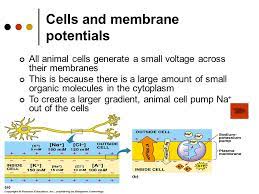Contributes to the membrane potential. The Nerve Impulse Cells And Membrane Potentials All Animal Cells Generate A Small Voltage Across Their Membranes This Is Because There Is A Large Amount Ppt Download