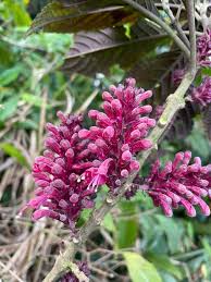 Image result for Achyrospermum carvalhoi