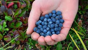Here are 9 edible flowers that likely grow near you. Edible Plants You Can Find In The Wild Or Your Backyard