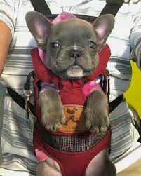 We know that the common dog harnesses never fit perfectly around french dogs and at frenchiecloset.com we understand these problems. Ø§Ù„Ø³Ø¨ÙŠÙ„ Ø£Ø³ÙˆØ£ Ø§Ø­ØªÙƒØ§Ùƒ Frenchie Backpack Loudounhorseassociation Org