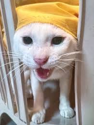 Stopping by to say hello! Frodo