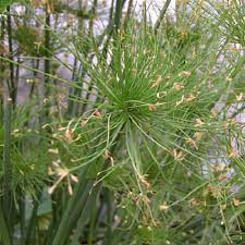 Image result for Cyperus haspan
