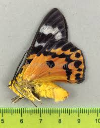 Image result for Dysphania