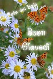 Fiori petali bianchi con farfalle. Immagini Buongiorno Con Fiori E Farfalle