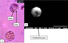 Image result for Heliotropium supinum