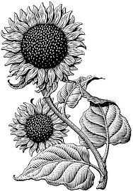 Black And White Line Art Sunflower Drawing Sunflower Love Scratchboard Illustration Of Sunflower By Michael Halbert Via Behance Use Sunflower Illustration Sunflower Drawing Scratchboard Illustration