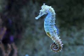 sea horse