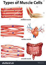 • smooth muscles respond to stretch only briefly, and then adapts to its new length. Diagram Showing Types Of Muscle Cells Illustration Ad Affiliate Types Showing Diagram Illustratio Types Of Muscles Anatomy And Physiology Medical Anatomy