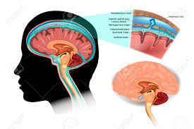 The central nervous system (cns) is the part of the nervous system consisting primarily of the brain and spinal cord. Diagram Illustrating Cerebrospinal Fluid Csf In The Brain Central Royalty Free Cliparts Vectors And Stock Illustration Image 100613318