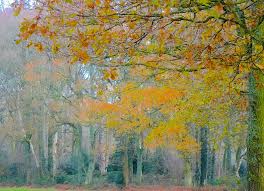 Image result for Chlorophytum subpetiolatum