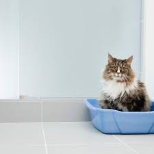 Maybe you would like to learn more about one of these? Litiere Pour Chat L Astuce Geniale Pour Eviter Les Mauvaises Odeurs Femme Actuelle Le Mag