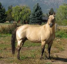 Small family run horse operation. Dun Vs Buckskin Horsetopia Forum All The Pretty Horses Dun Horse Horses
