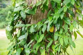 Image result for Tiliacora