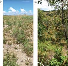 Image result for Loudetia simplex