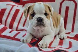 Male and female english bulldog puppies from this mom available now. English Bulldog Beagle Mix Puppies For Sale In Ohio