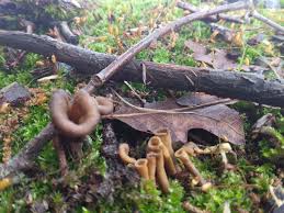 Image result for Craterellus fallax