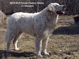 Magyar Kuvasz In Hungary Hunde