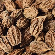 Image result for Buchnera nuttii