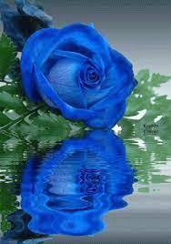 Water Graphics Photo Flowers Reflection Beautiful Flowers Water Drops Roses Animated Graphics Keefers Keefers Anim Blue Roses Beautiful Flowers Flowers