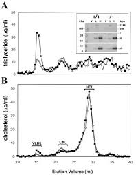 Gilles lambert pest control services inc. Peroxisome Proliferator Activated Receptor B D Regulates Very Low Density Lipoprotein Production And Catabolism In Mice On A Western Diet Journal Of Biological Chemistry