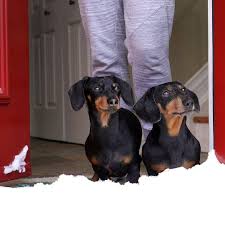 New Episode Snowday Is Here And Based On Filmed On Biggest Snowfall We Had This Winter Go Watch Via Link In Crusoe The Celebrity Dachshund Dachshund Dogs