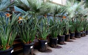 We don't have any interview reviews for moon valley nursery las vegas, nv. Moon Valley Nurseries 548 Photos 295 Reviews Nurseries Gardening 5311 W Charleston Blvd Las Vegas Nv United States Phone Number Yelp