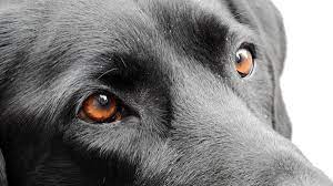 Pin On Labrador S World