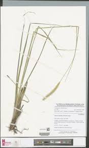 Image result for Trichopteryx fruticulosa