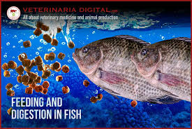 Ingestion mechanical digestion propulsion chemical digestion absorption defeacation. Feeding And Digestion In Fish Veterinaria Digital