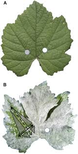 Maybe you would like to learn more about one of these? Effect Of Fungicide Mobility And Application Timing On The Management Of Grape Powdery Mildew Plant Disease