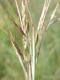 Image result for Diheteropogon amplectens