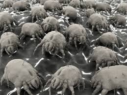 Résultats de recherche d'images pour « photo acarien »