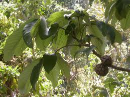 Image result for Myrianthus