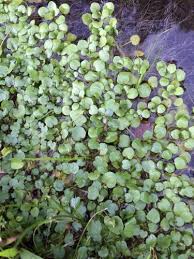 Image result for Chrysosplenium americanum