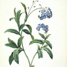 Image result for Streptocarpus glandulosissimus