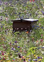 Pin By Melinda Carrera On A Haven Bee Facts Bee Keeping Bee Garden