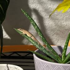 Image result for Aloe inyangensis