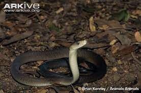 Black Mamba